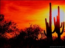 Saguaro National Park